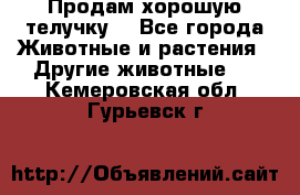 Продам хорошую телучку. - Все города Животные и растения » Другие животные   . Кемеровская обл.,Гурьевск г.